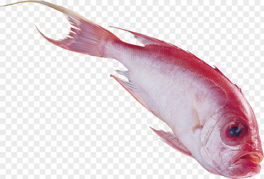 Fish Nemipterus Virgatus PhotoScape Clip Art PNG