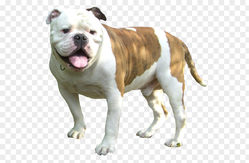 Olde English Bulldogge Dorset Tyme American Bulldog Australian Toy PNG