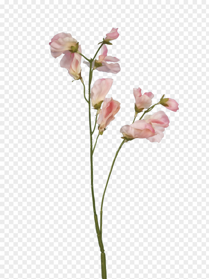 Pea Sweet Flower Plant Stem Rose PNG