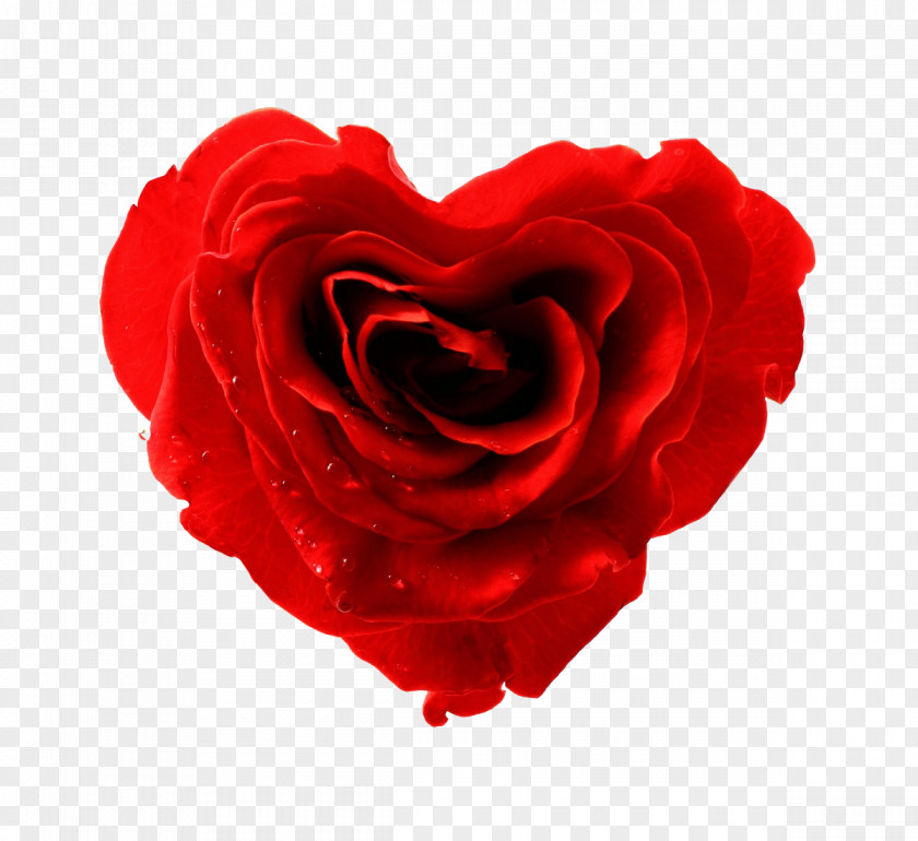 Red Rose Decorative Valentine's Day Love February 14 Infatuation Gift PNG