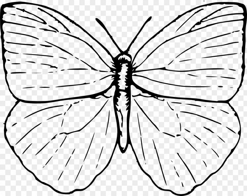 Butterfly Drawing Line Art Clip PNG