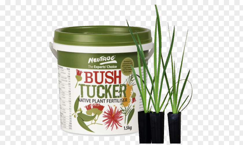 Kangaroo Paw Illustration Bush Tucker Wight & Emmett Grasses Plant Flowerpot PNG