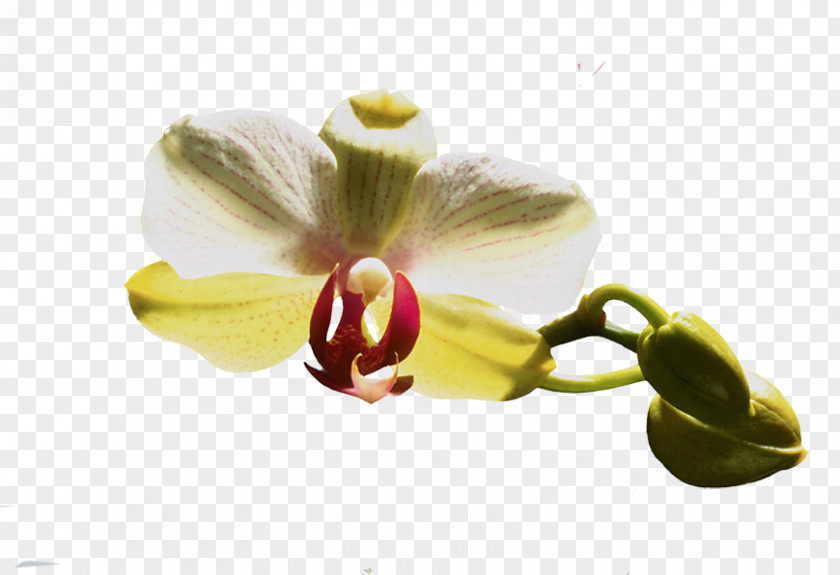 Moth Orchids Flower Clip Art PNG