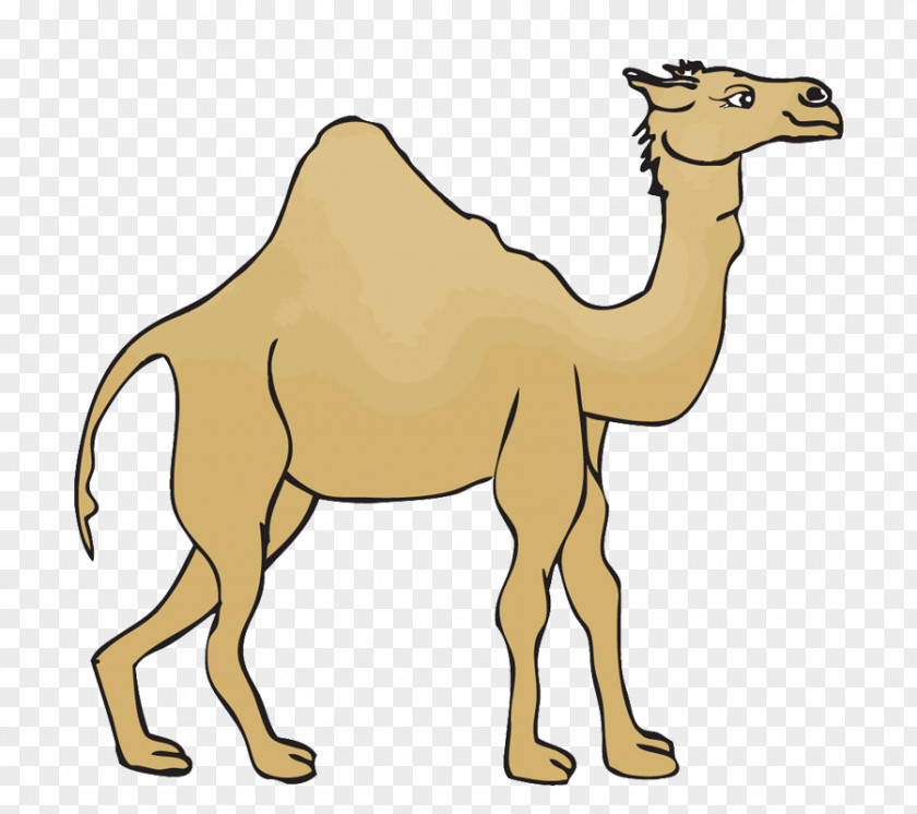 Simple Desert Camel Dromedary Morocco Euclidean Vector PNG