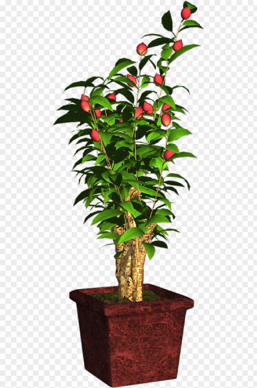 Tree Flowerpot Houseplant Shrub Plant Stem PNG