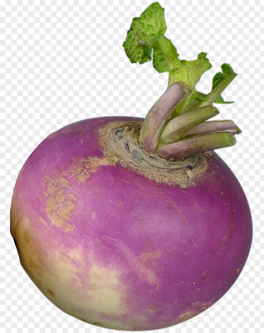 Turniphd Turnip Shalgam Rutabaga Vegetable Radish PNG
