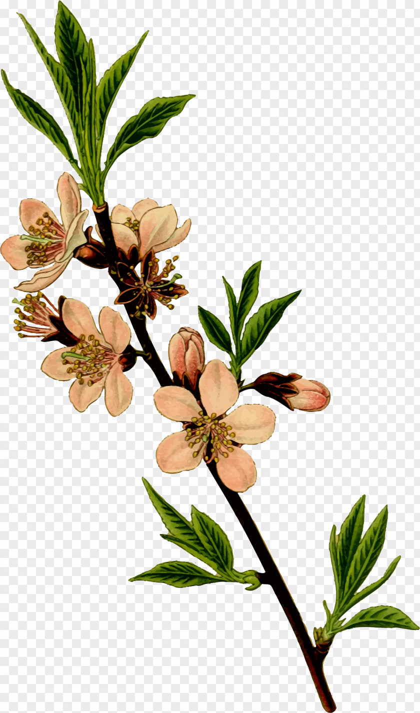 Almond Drawing Clip Art PNG