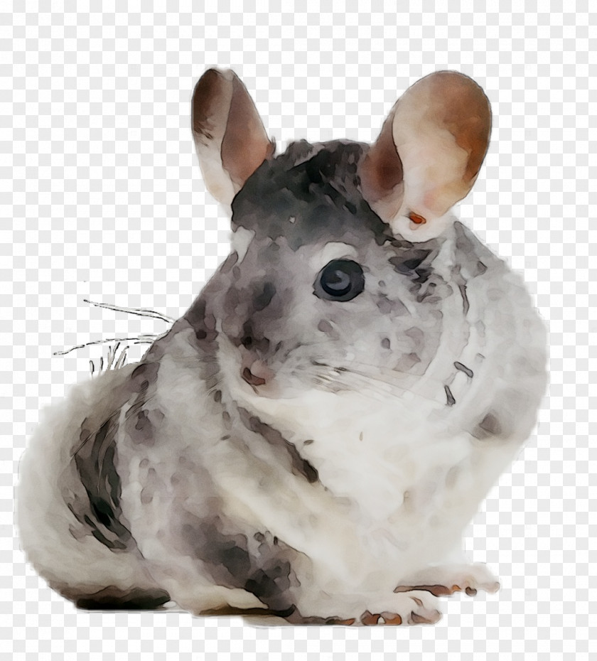 Chinchilla Whiskers Computer Mouse Fauna Snout PNG