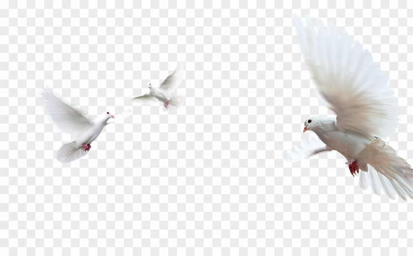 Dove Doves As Symbols Rock Image Peace PNG