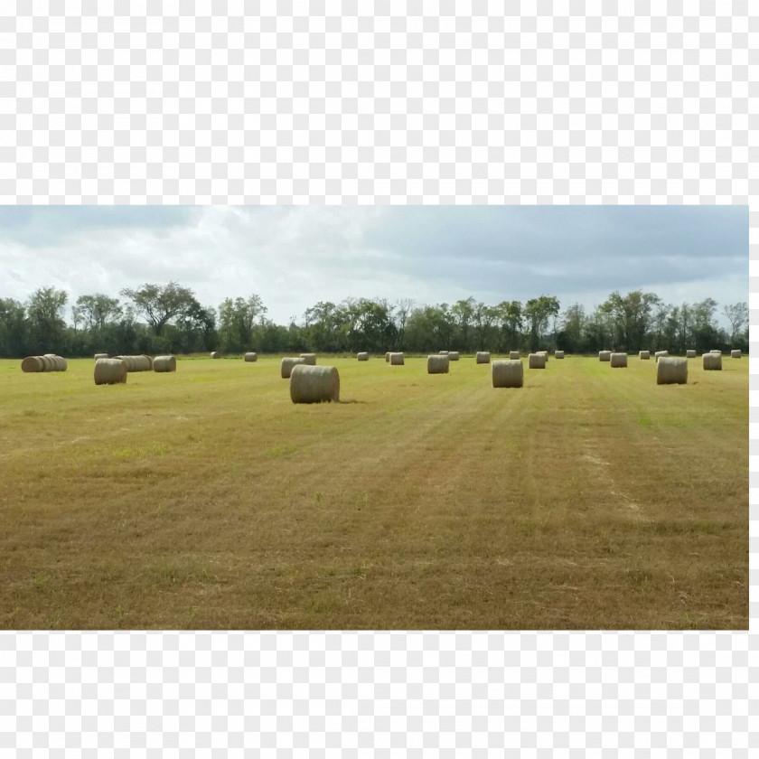 Farm Hay Ranch Grassland Steppe PNG