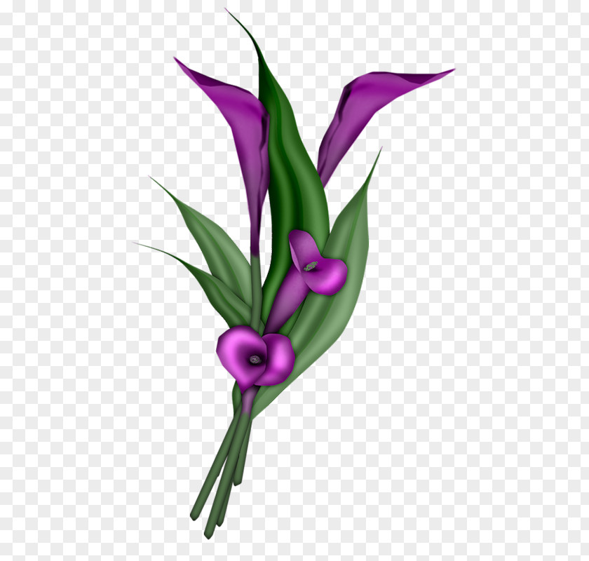 Flower Arum-lily Clip Art PNG