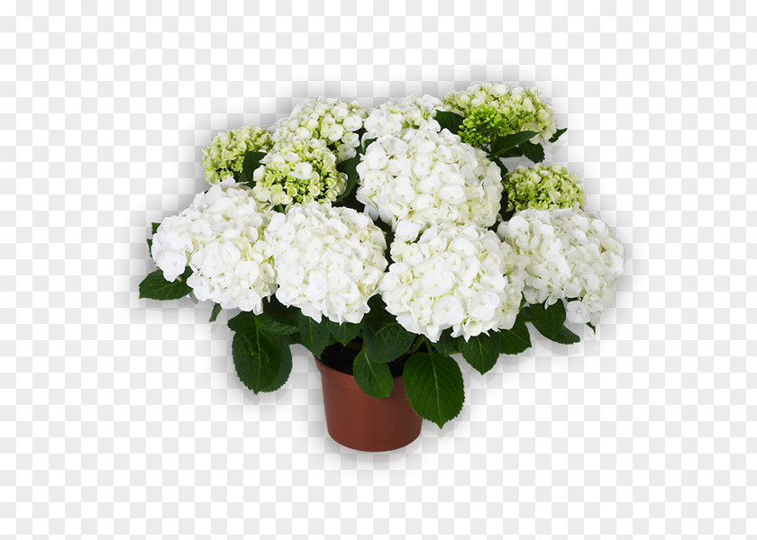 Flower Hydrangea Flowerpot Cut Flowers Floral Design PNG