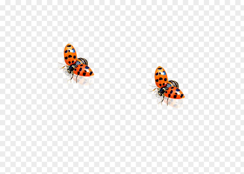 Ladybug Ladybird Beetle PNG