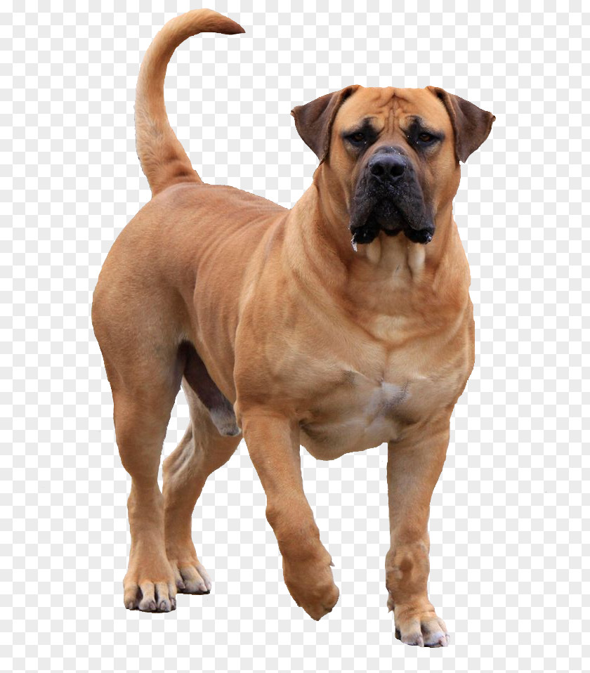 Puppy Boerboel English Mastiff Akita Tibetan Bullmastiff PNG