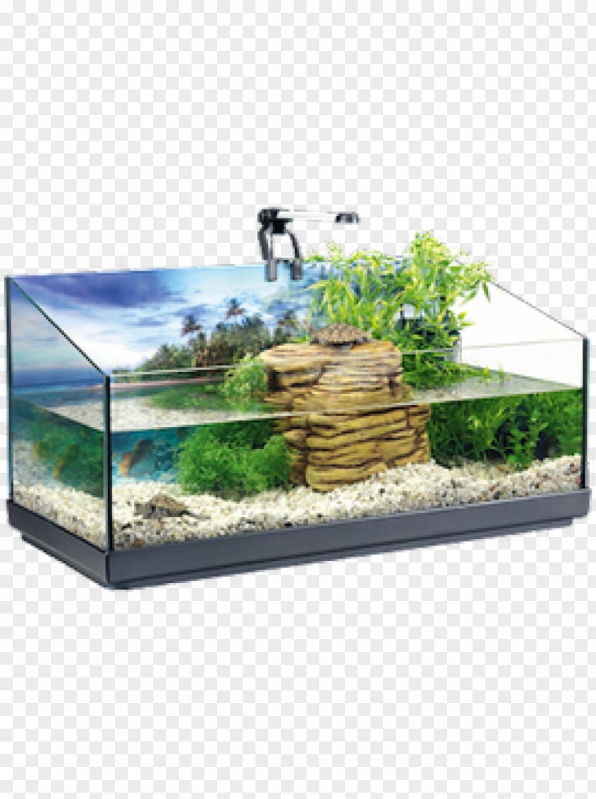 Aquarium Turtle Reptile Paludarium Akwaterrarium Tetra PNG