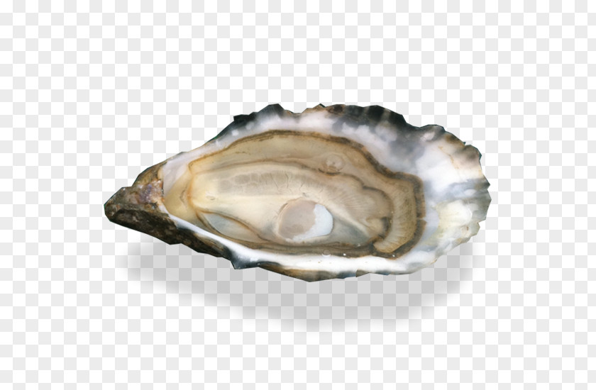 Cockle Oyster Au Thon Bleu Clam Scallop PNG
