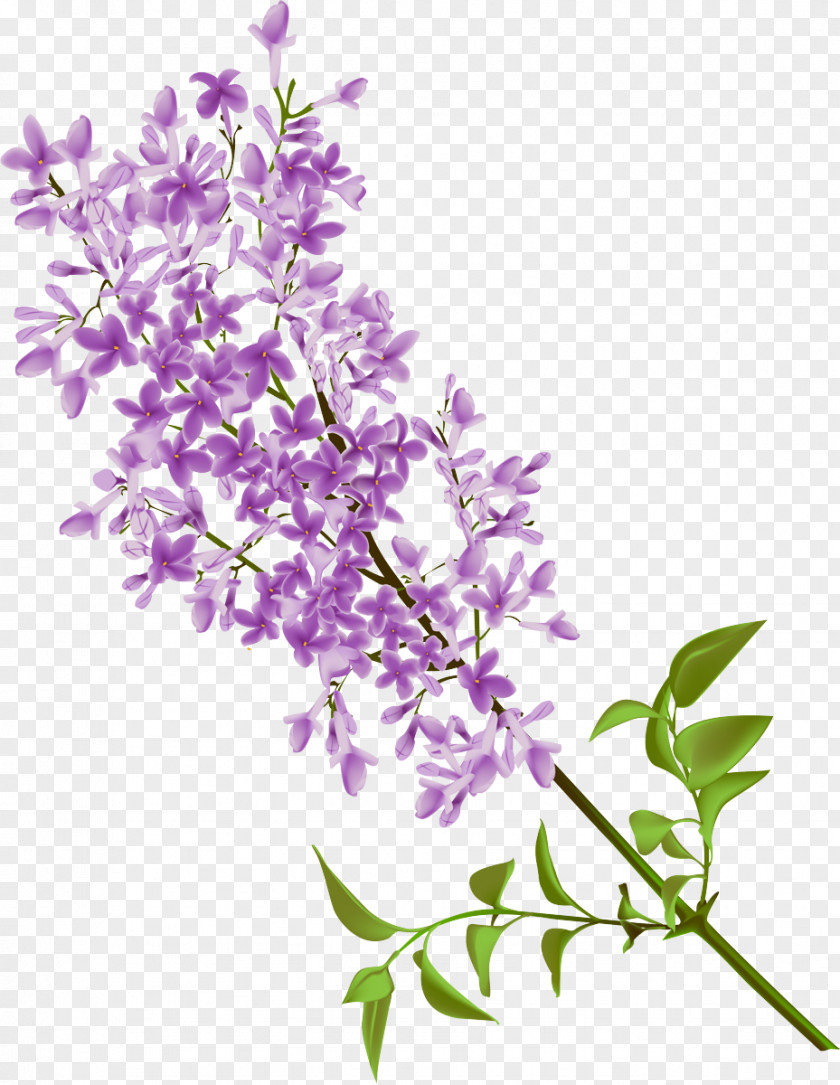 Buddleia Branch Lavender PNG