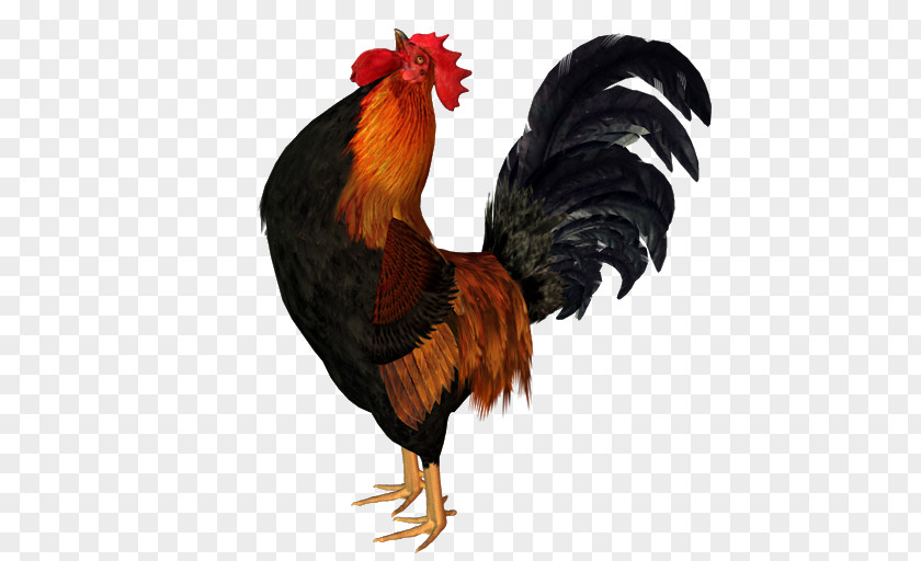 Coq Rooster Chicken Galliformes Sticker PNG