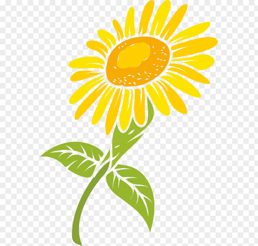 Design Common Sunflower PNG