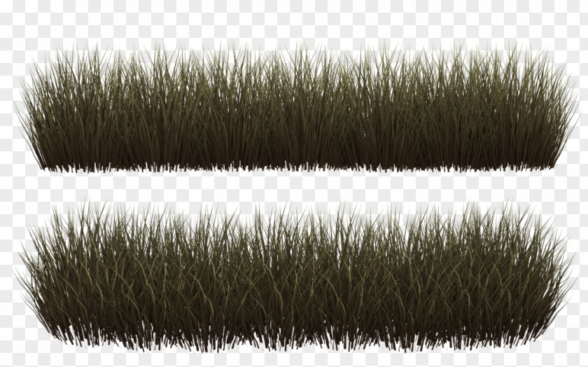 Grass Lawn Stock Photography Clip Art PNG