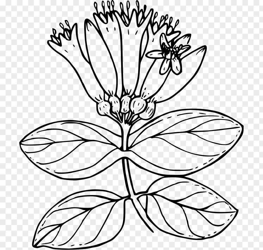 Honeysuckle Lonicera Involucrata Drawing Flower Ciliosa Floral Design PNG