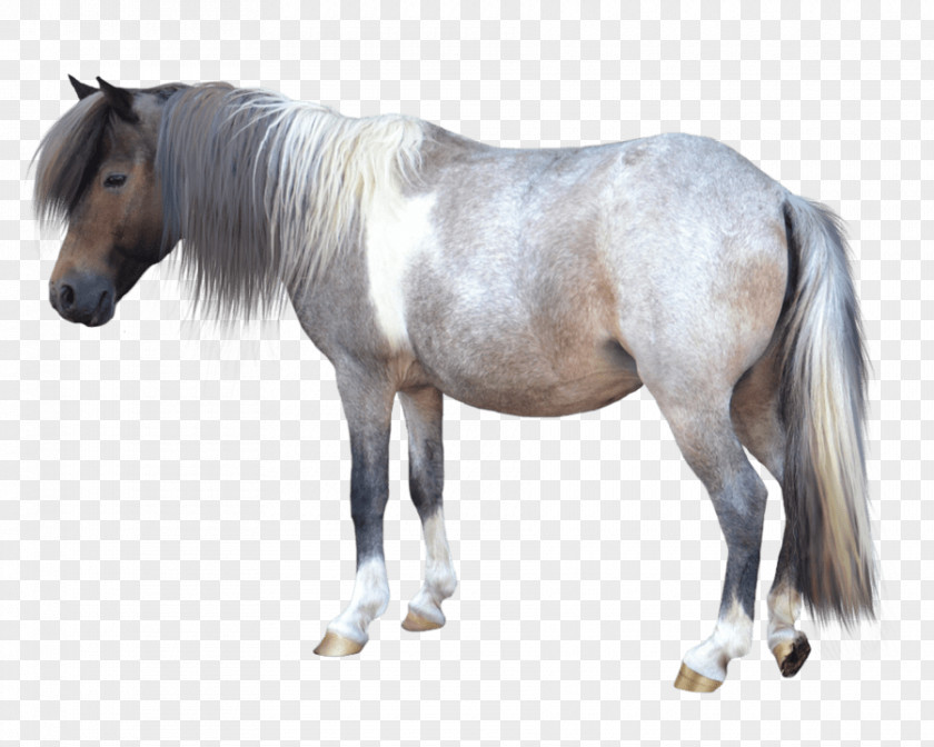 Shetland Pony American Miniature Horse PNG