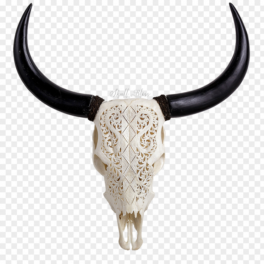 Skull Cattle XL Horns Bone PNG