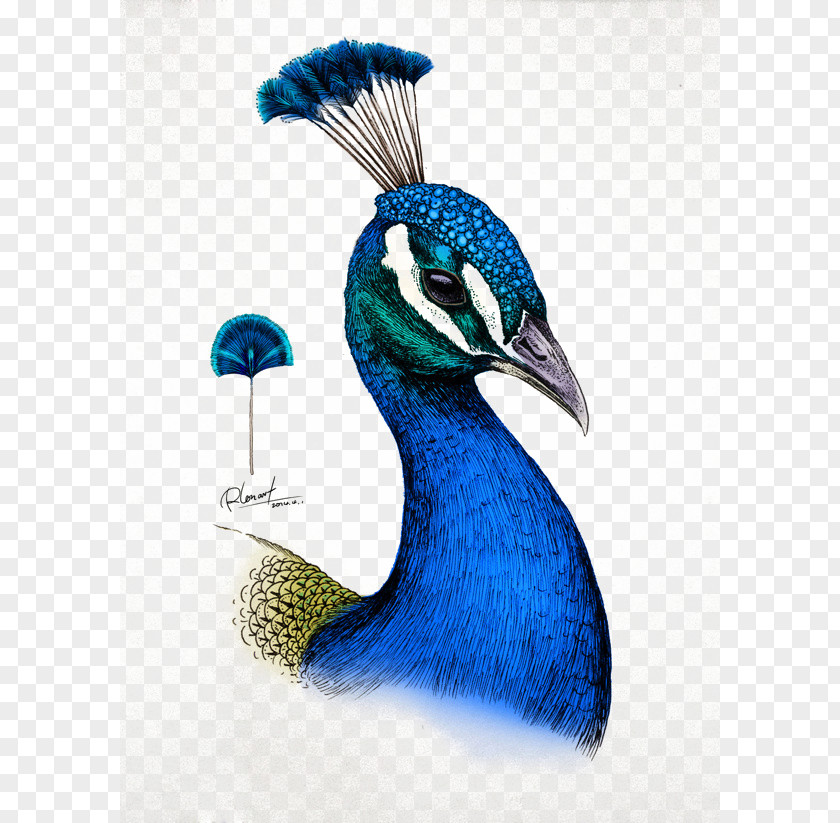 A Colouring Book Adventure Colored Pencil IllustrationPeacock Drawing Millie Marottas Animal Kingdom PNG