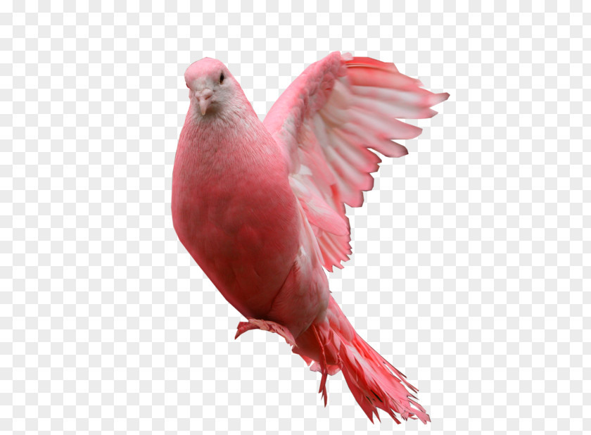 Columbidae Pink Pigeon Clip Art PNG