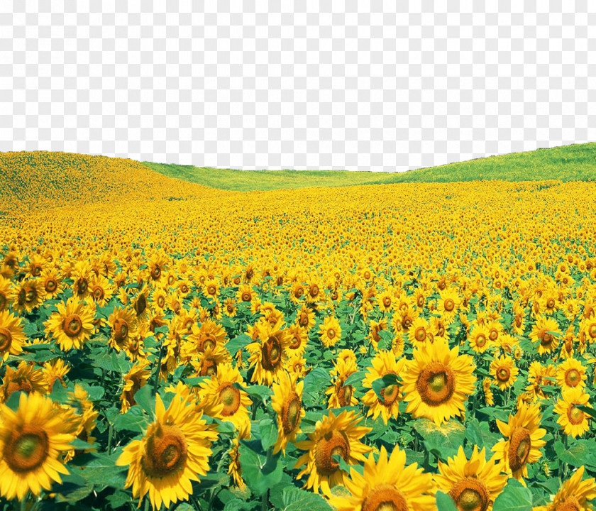 Sunflowers File Common Sunflower Wallpaper PNG
