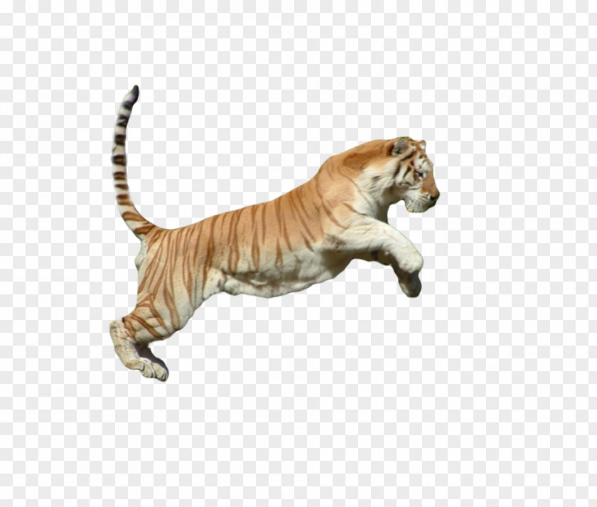 Tiger Cat Animal Fauna Mammal PNG