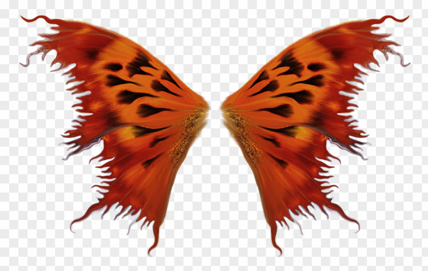Wing Butterflies And Moths Information PNG