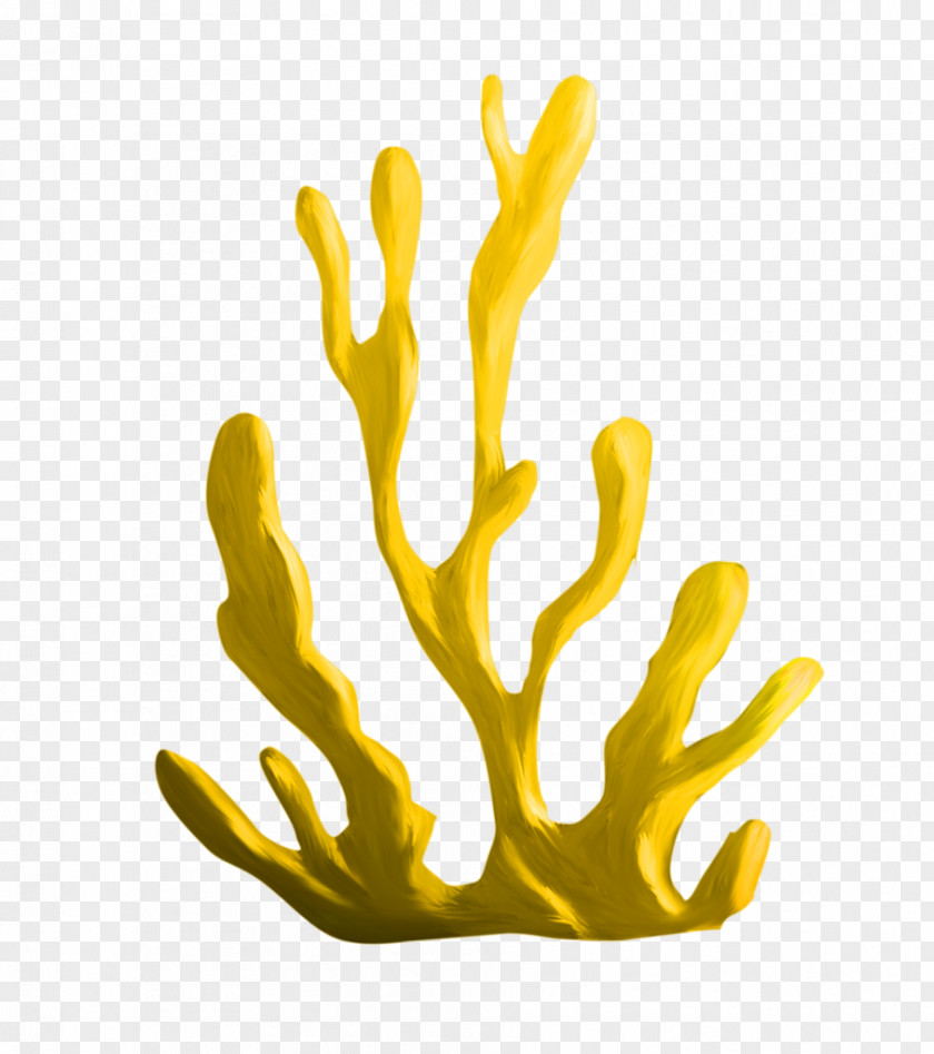 Algae Coral Download Clip Art PNG