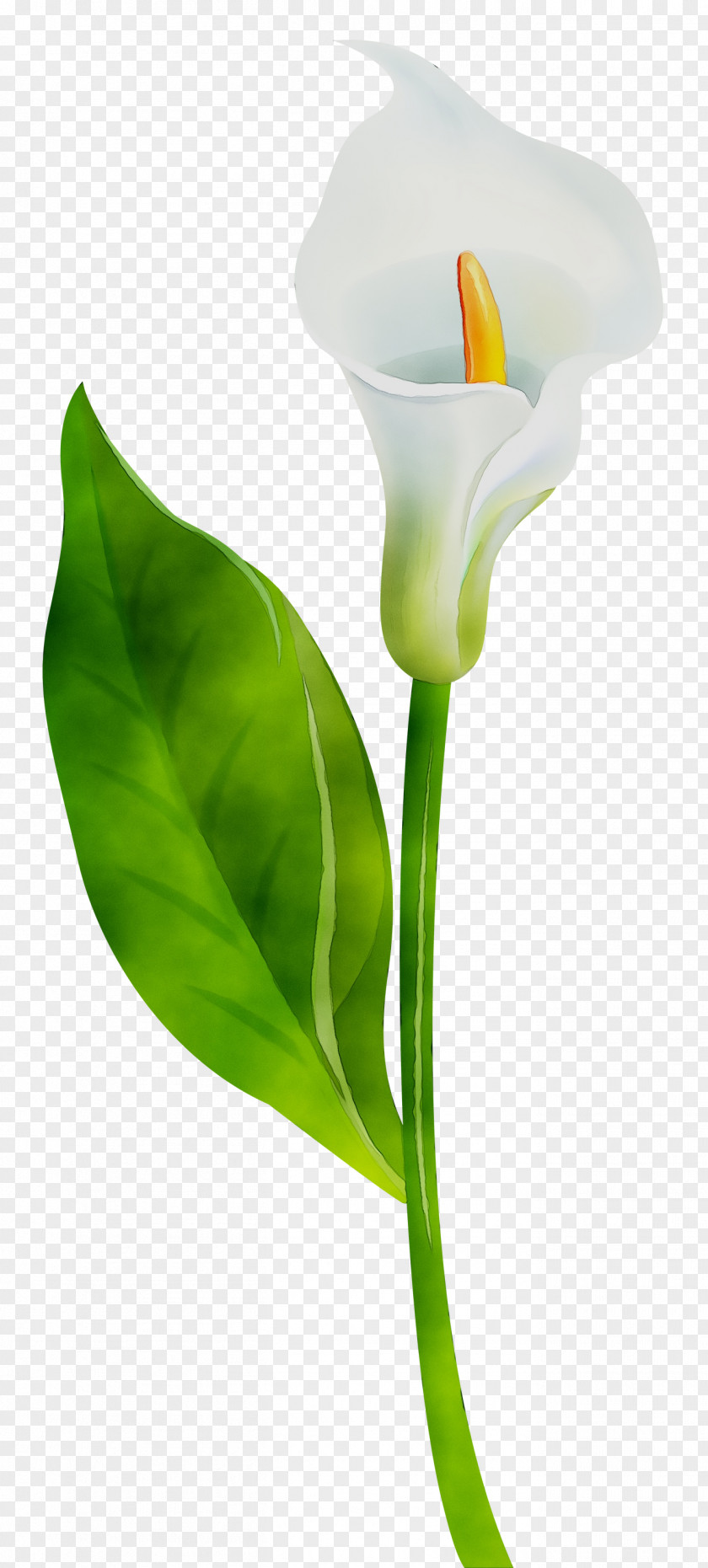 Arum Lilies Plant Stem Cut Flowers Leaf Product Design PNG