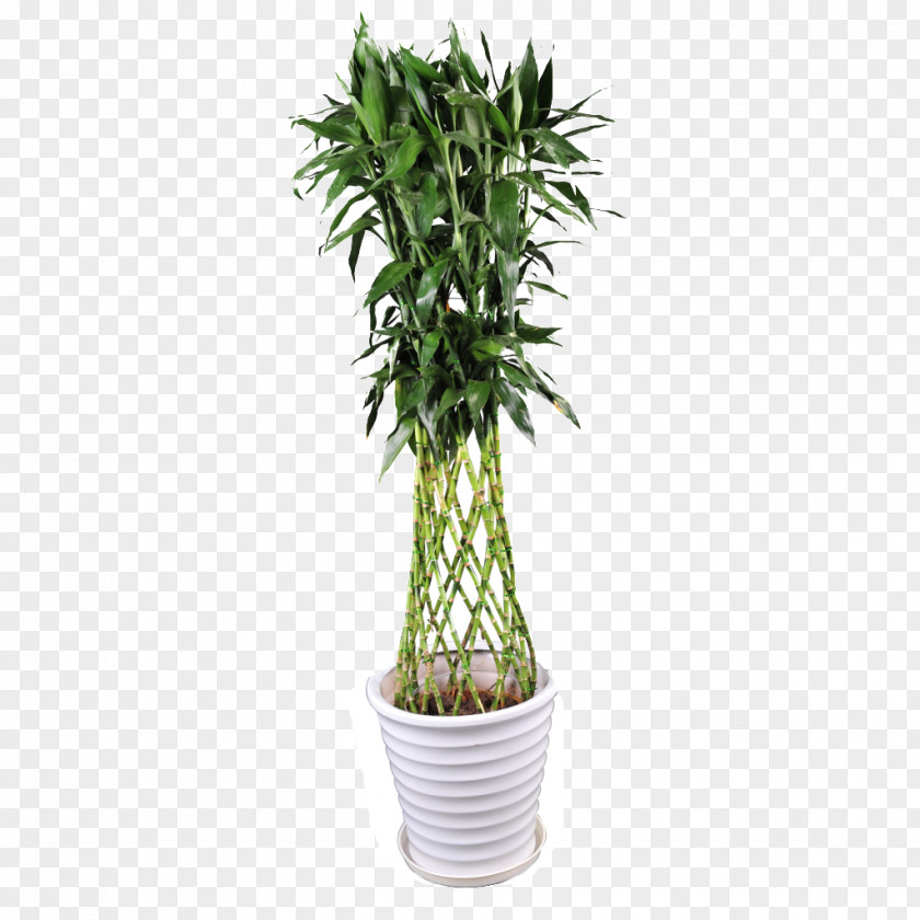 Flower Pot Lucky Bamboo Tropical Woody Bamboos Tree Image PNG
