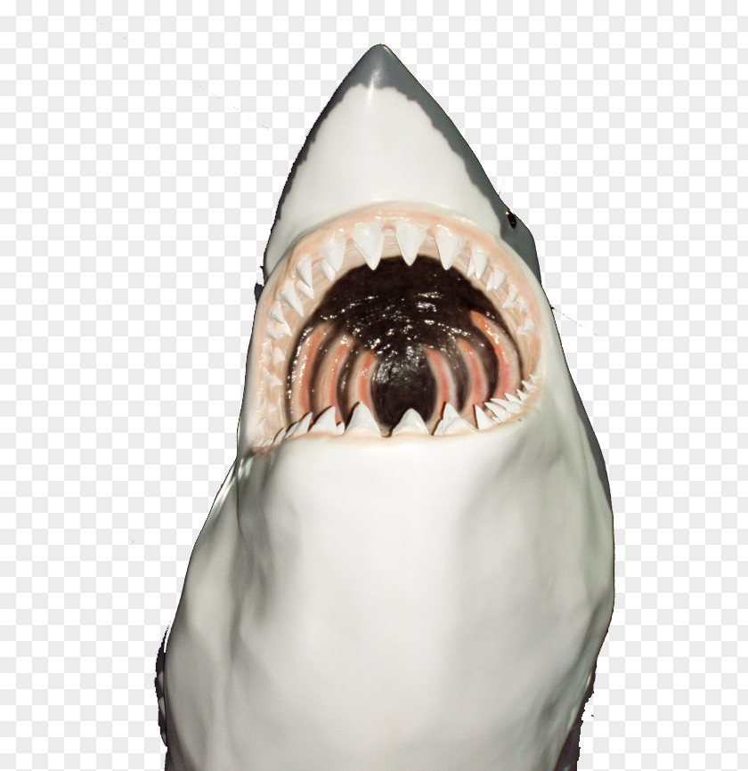 Horror Shark Icon PNG