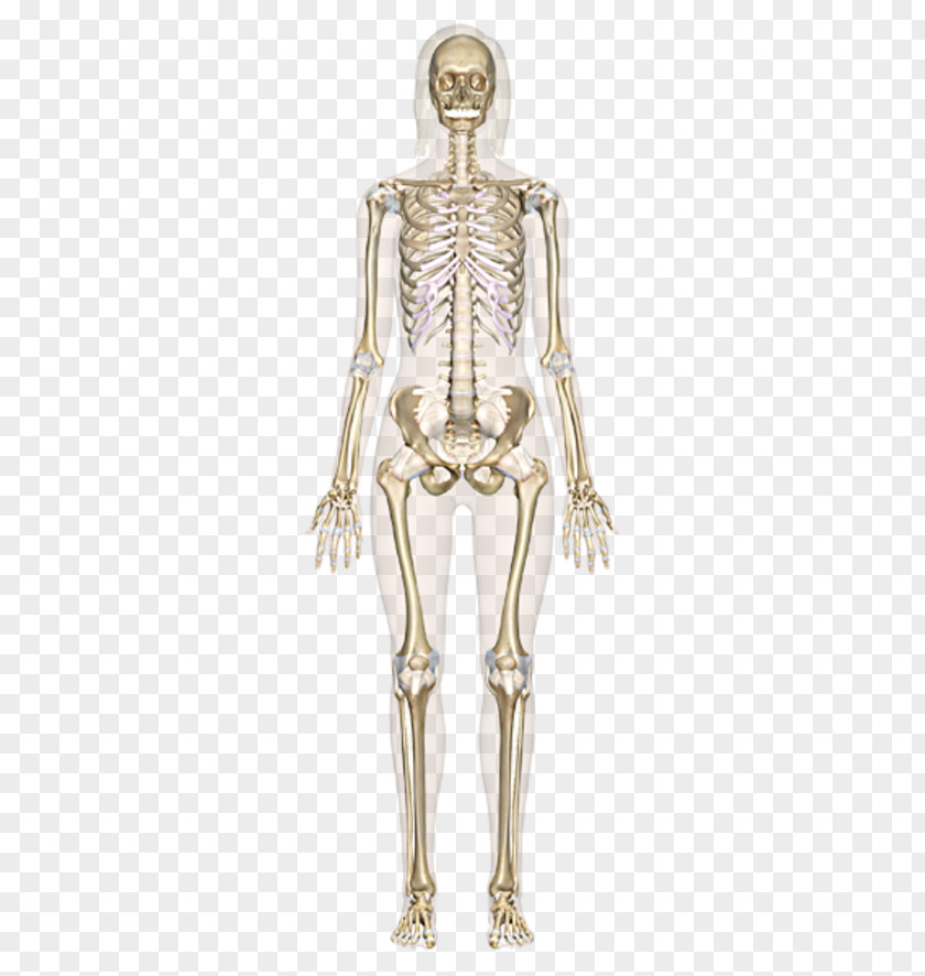 Human Body Anatomy The Skeletal System Skeleton Bone PNG
