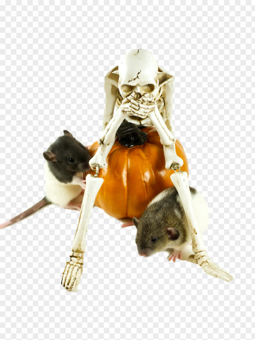 Murids Brown Rat Computer Mouse Plague Muroids PNG