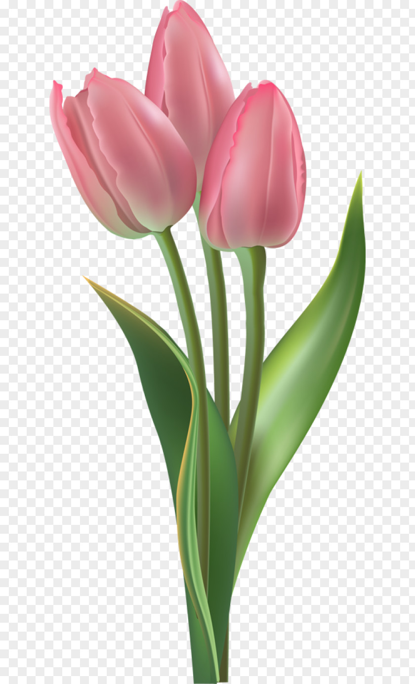 Tulip Flower Clip Art PNG