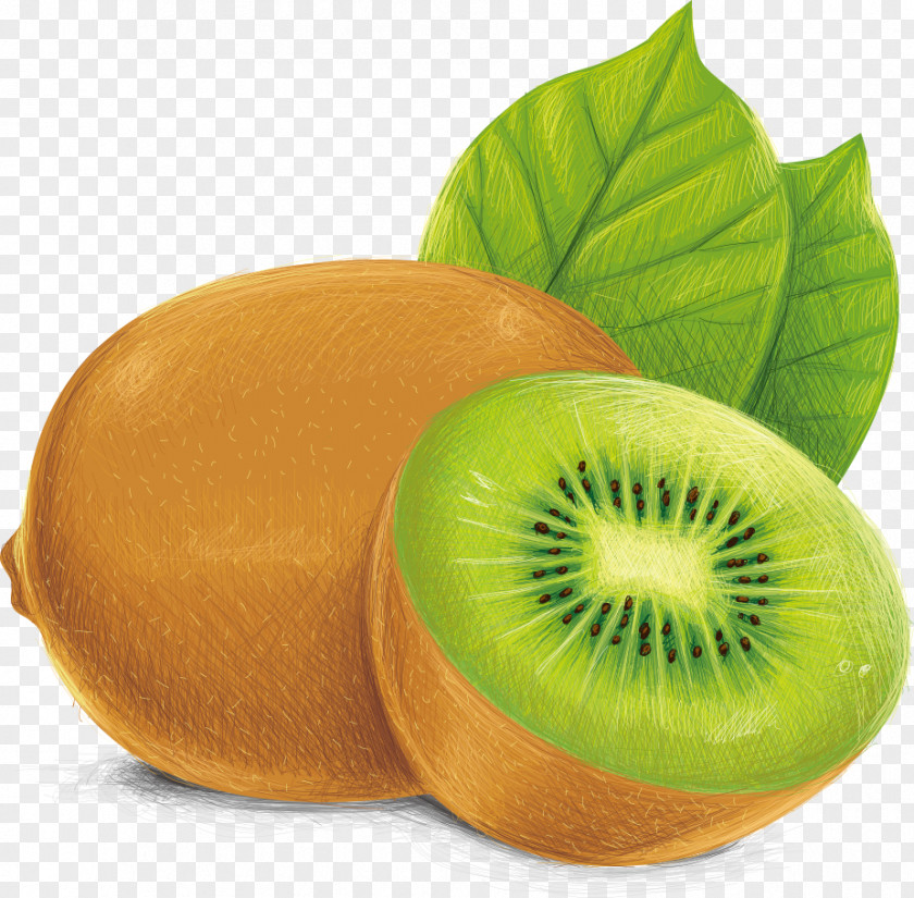Vector Kiwi Kiwifruit Vecteur Illustration PNG