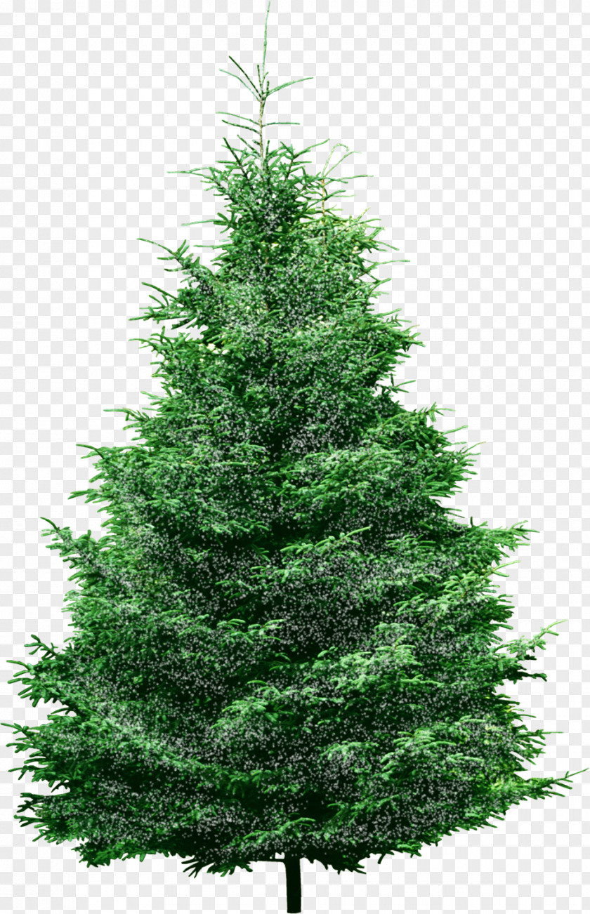 A Pine Tree Christmas Spruce Conifers PNG