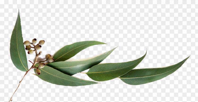 Tea Tree Eucalyptus Oil Essential Globulus Olbas PNG