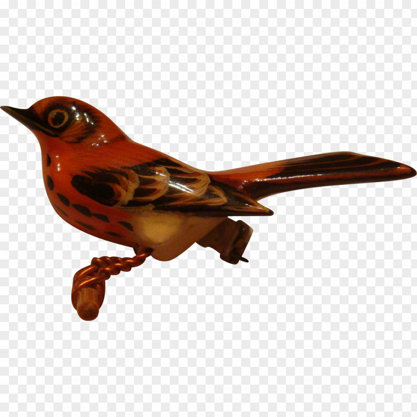 Hand Painted Bird Beak Fauna Feather PNG