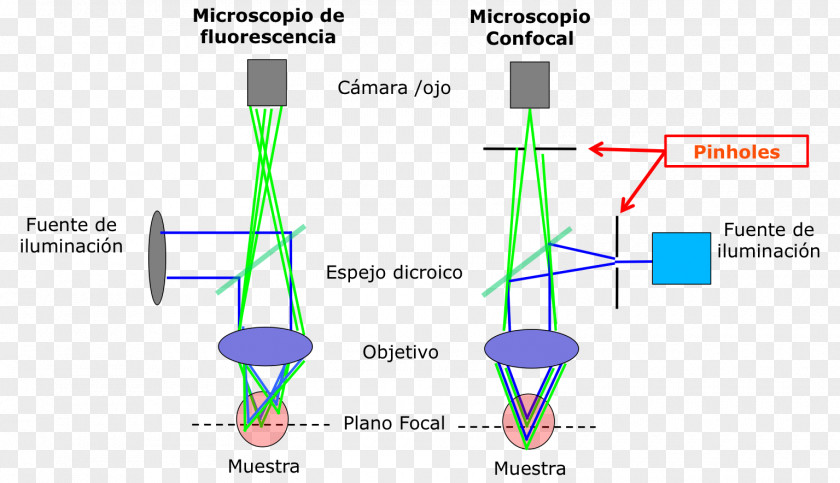Microscope Confocal Microscopy Fluorescence Optical PNG