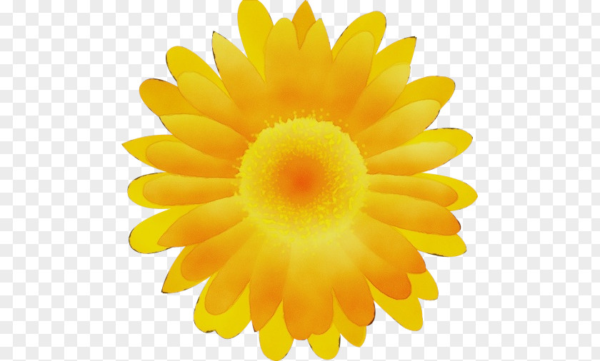 Pollen Sunflower PNG