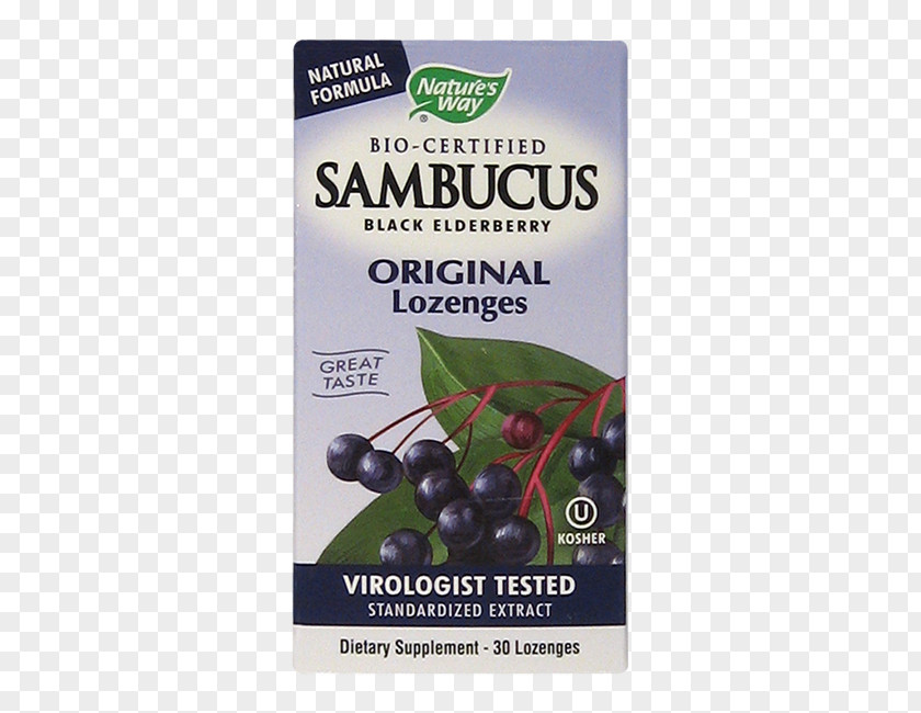 Sambucus Nigra Elderberry Immune System Immunity Plants Zinc PNG