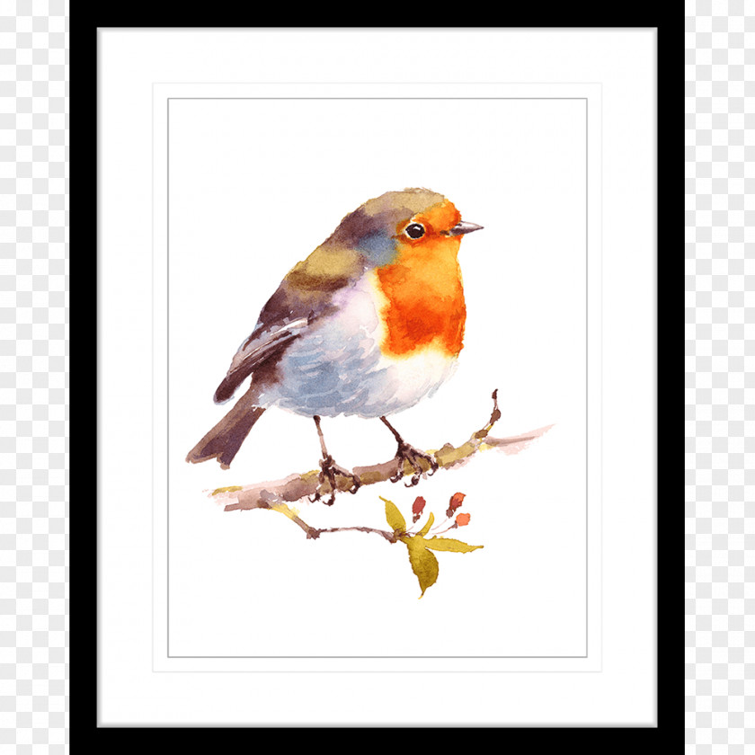 Bird Watercolor European Robin Painting Drawing PNG