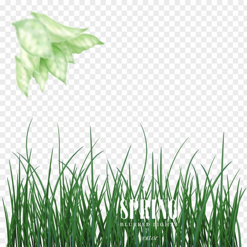 Spring On The New Dream Grass Background Vector Green Euclidean PNG