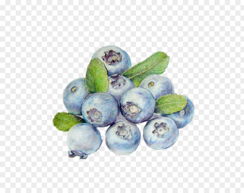 Attractive Painted Blueberry Bilberry Google Images Cranberry PNG