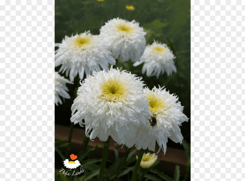 Chrysanthemum Common Daisy Oxeye Marguerite Transvaal PNG